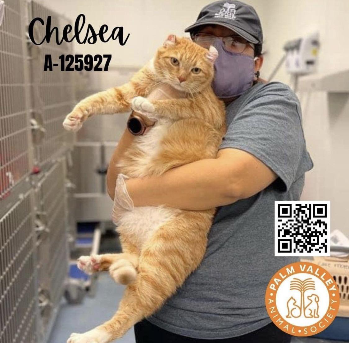 Chelsea is up for adoption at my local shelter!