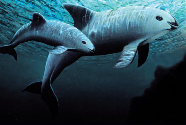 World's most endangered marine mammal, the Vaquita.