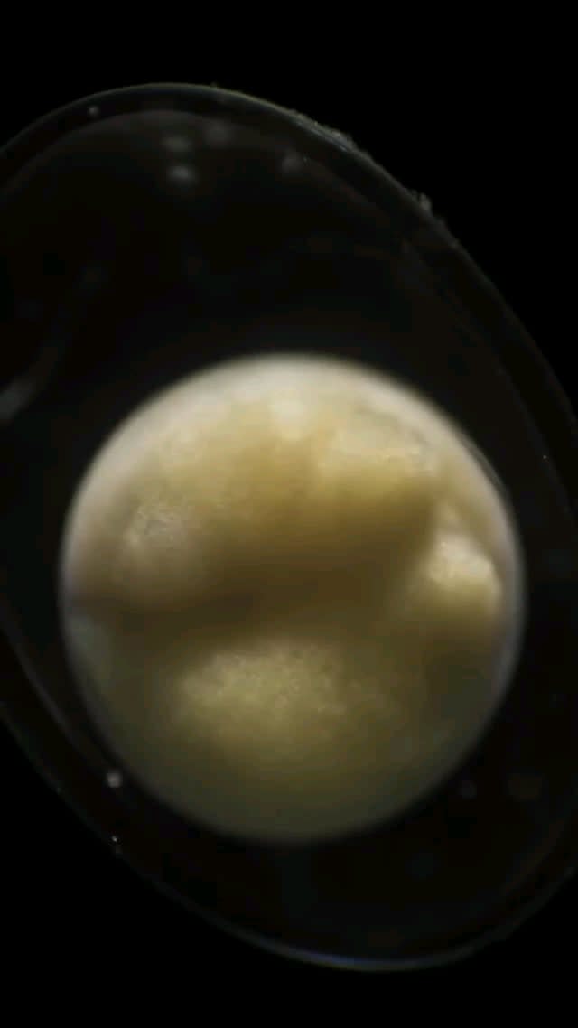 Incredible timelapse of a Salamander embryo develop from a single cell