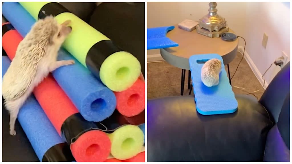 An Adorably Athletic Hedgehog Runs an Obstacle Course Inspired by 'American Ninja Warrior'