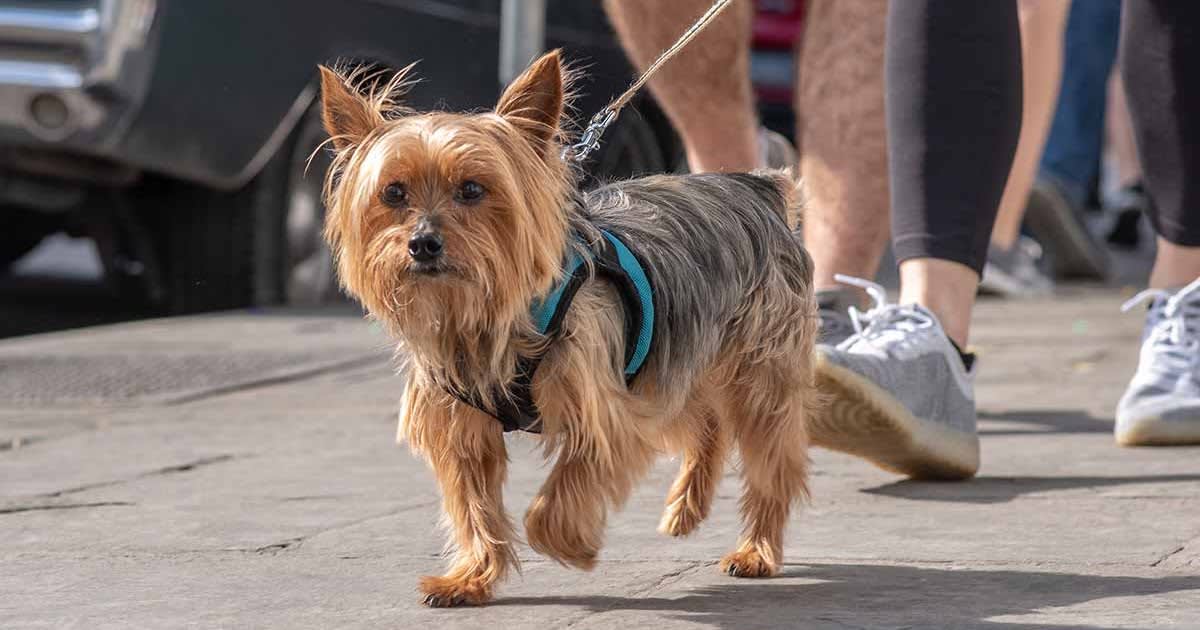 Small Dog Harness For Chihuahua or Yorkie Pet: What to Look for When Buying