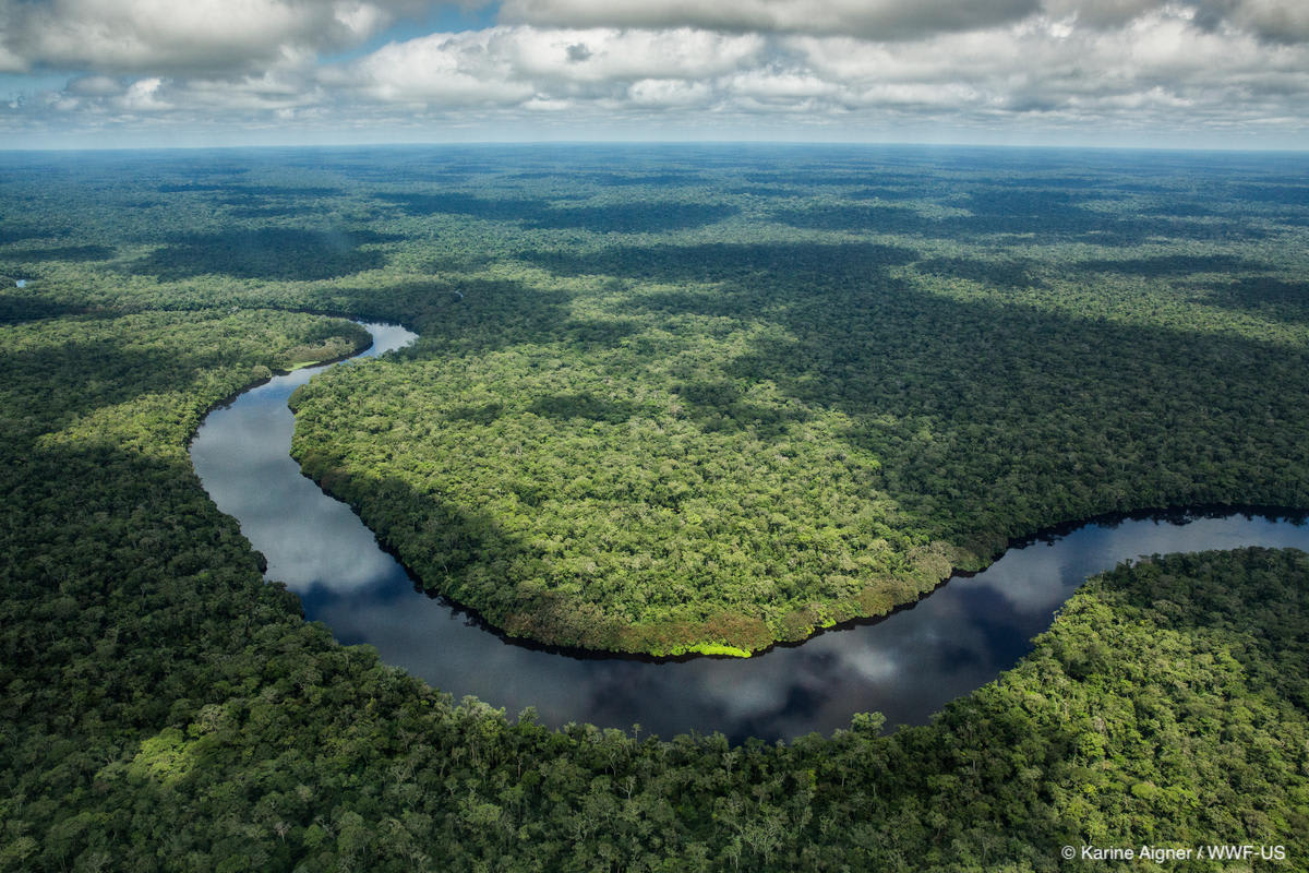 Congrats to the Democratic Republic of Congo! Salonga National Park is removed from the World Heritage in Danger list after progress in stopping oil concessions & rampant poaching threatening local wildlife, people. Proud to have contributed to this effort