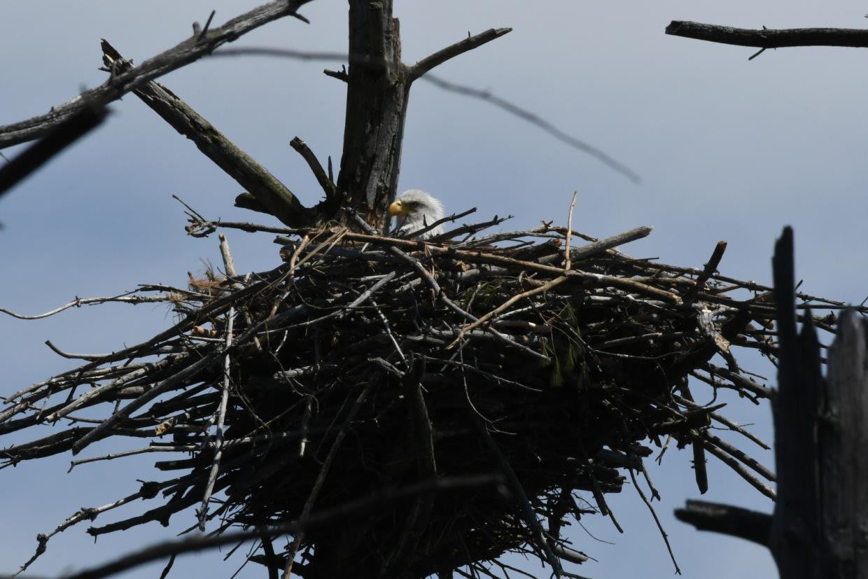 Bald Eagle Nest With Eggs Spotted on Cape Cod for the First Time in 115 Years