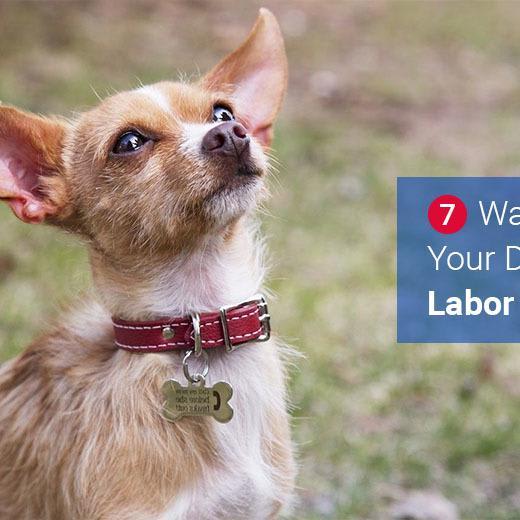7 Quick Safety Tips for Dogs During Labor Day
