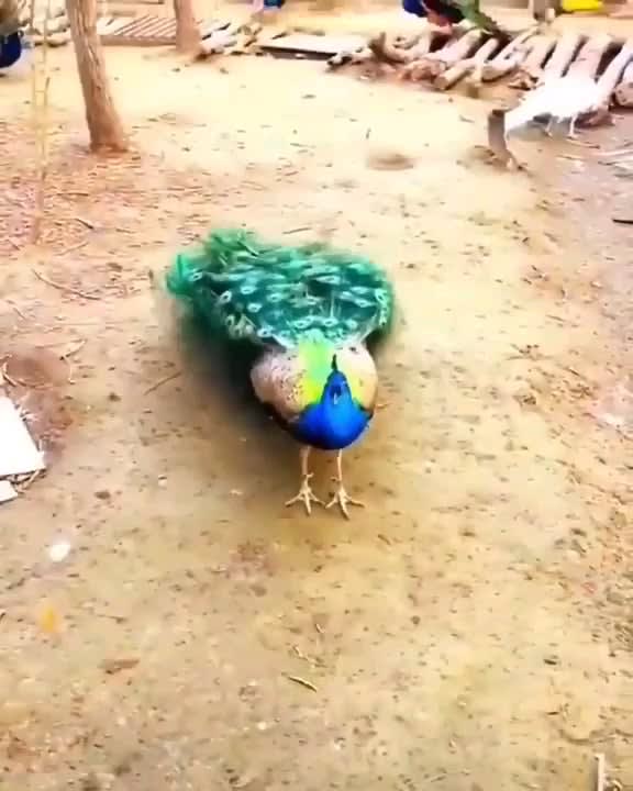 An Amazingily Beautiful Red Peacock...