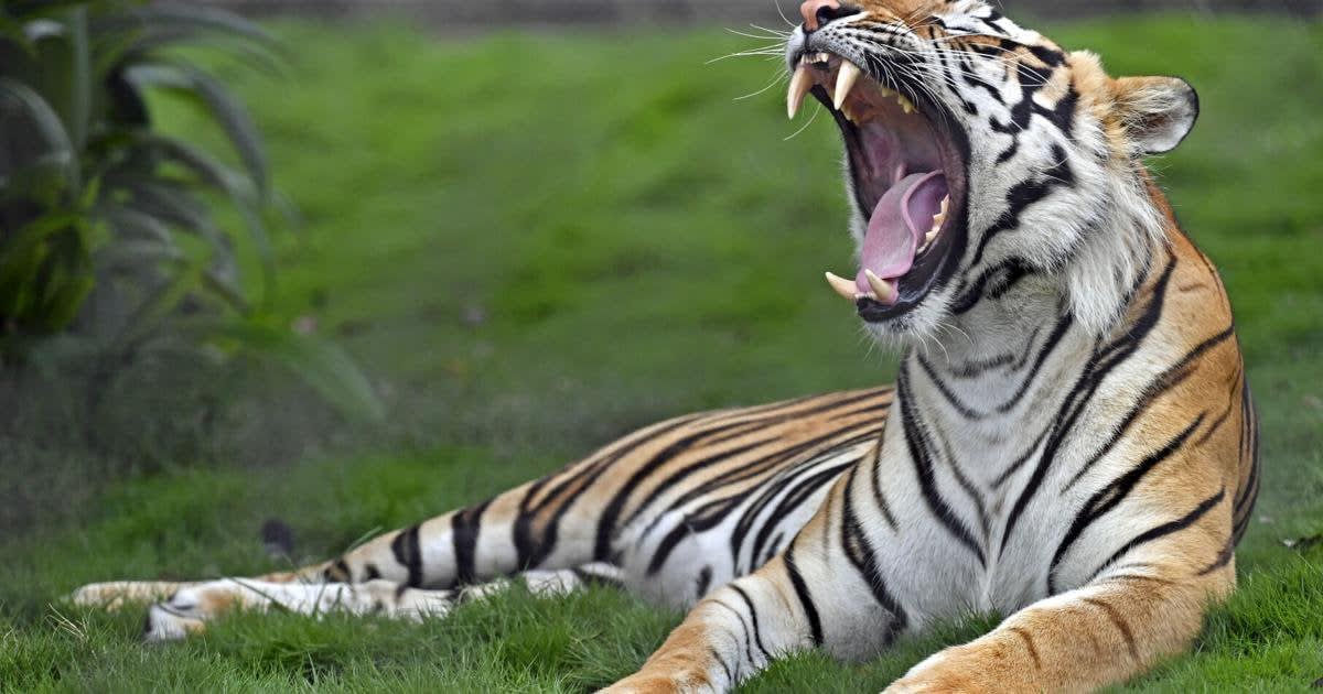 Mike the Tiger asks LSU students to stop using confetti on campus after it blows into his cage