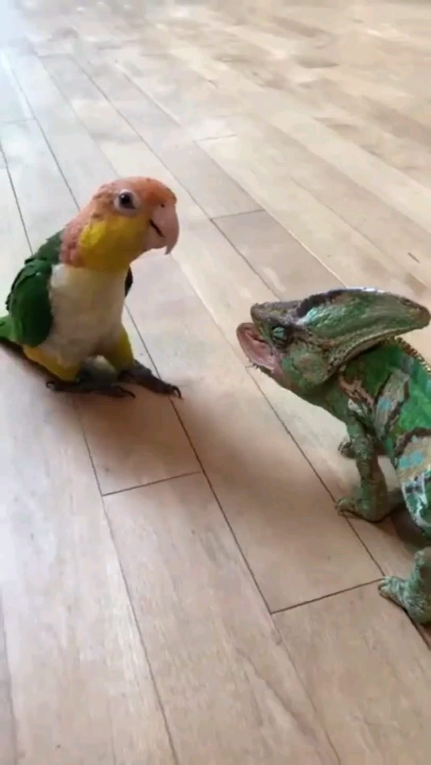 Two descendants of dinosaurs face off