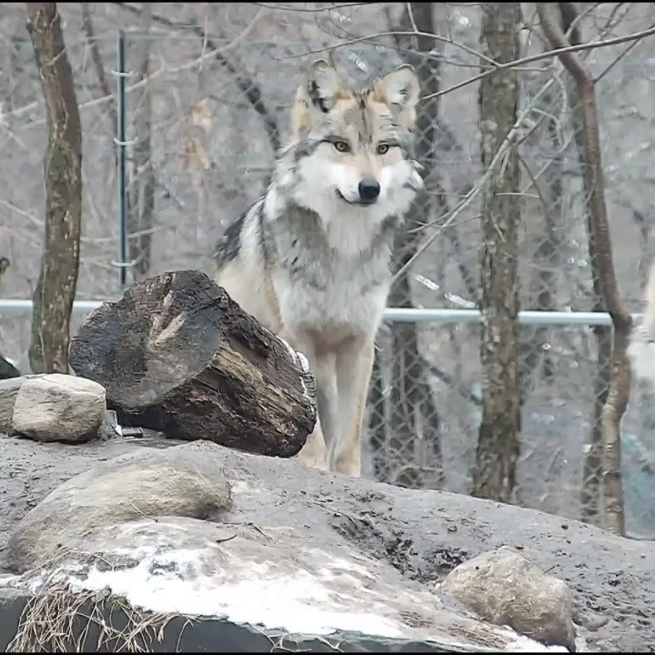 Wolf Conservation Center on Twitter