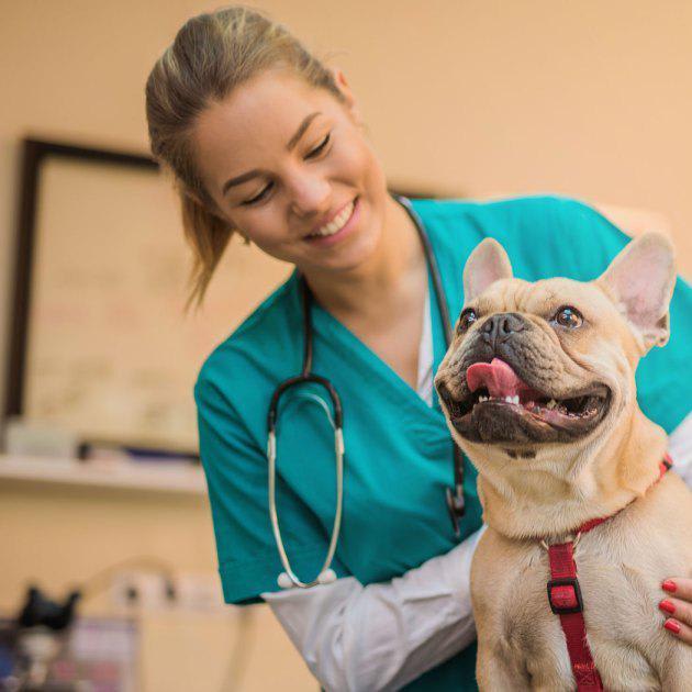 5 Important Things to Know About Diabetes in Pets