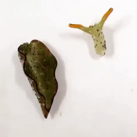 This sea slug tore its own head from its body! At least two nudibranch species can decapitate themselves then grow themselves an entire new body in a matter of weeks, after first surviving days without a heart. https://t.co/nHJqSrXb2h  Sayaka Mitoh