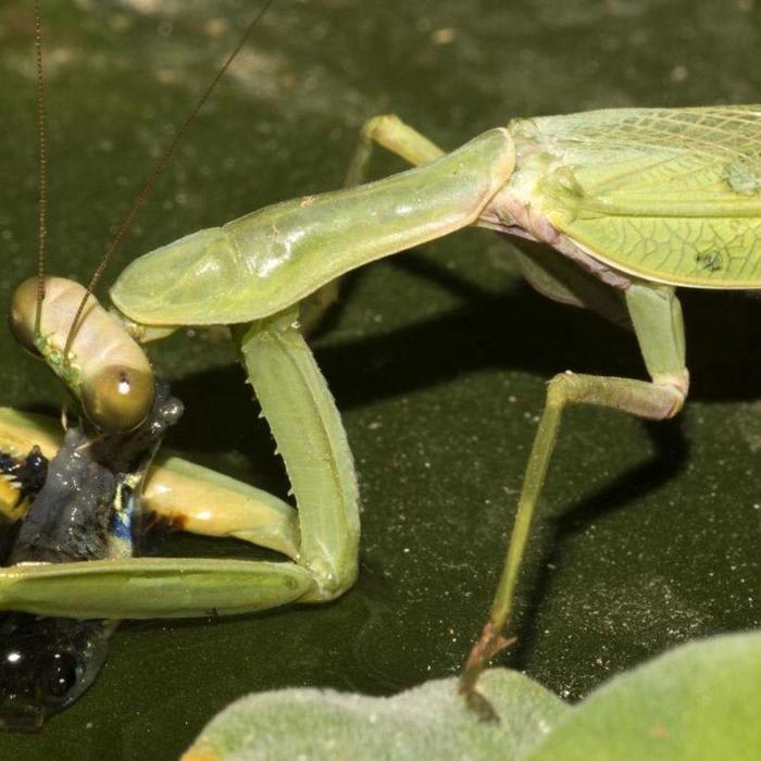 Dear Lord, Praying Mantises Can Actually Catch Fish