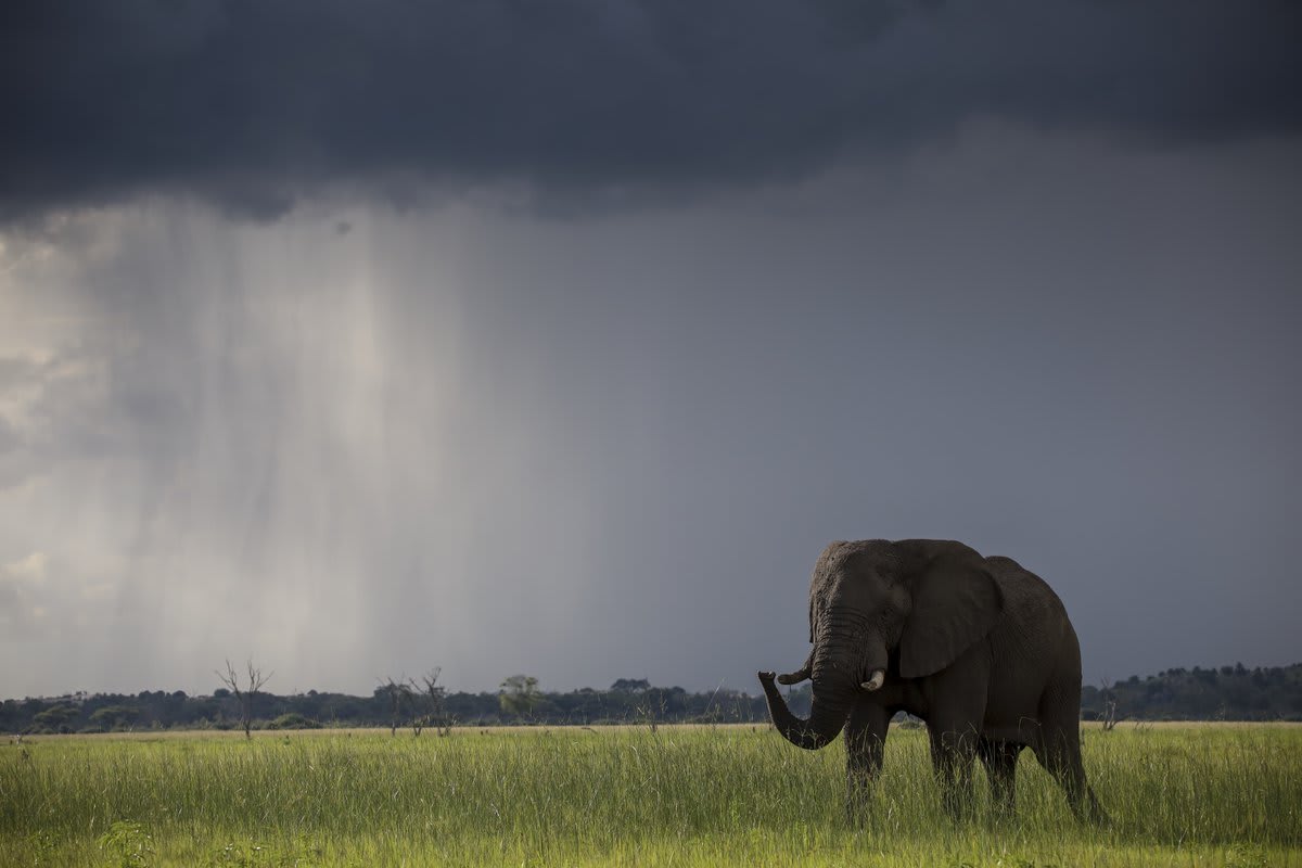 Photo from Africa’s Deadliest, airing tomorrow at 4pm ET. // An elephant in the fields of Botswana.