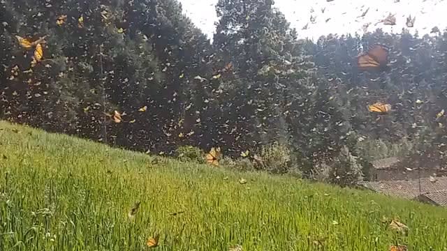 Mexico’s Monarch Butterfly Migration