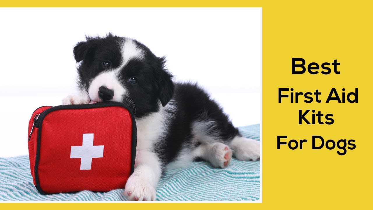 Best Dog First Aid Kit || Supplies You Should Pack