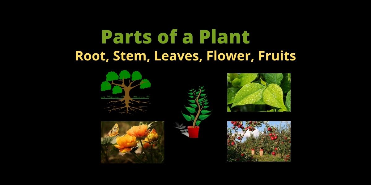 Parts of a Plant - Root, Stem, Leaves, Flower, Fruits