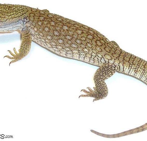 What Are Some Of The Best Large Lizards For Sale?