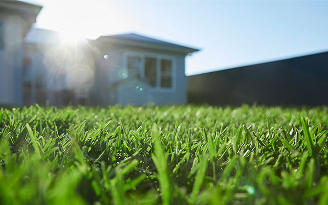 What is the best buffalo grass to use for my lawn? | Andrews Turf Supplies