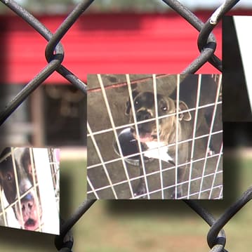 12 dogs euthanized 24 hours after rescue group takes pictures to find homes