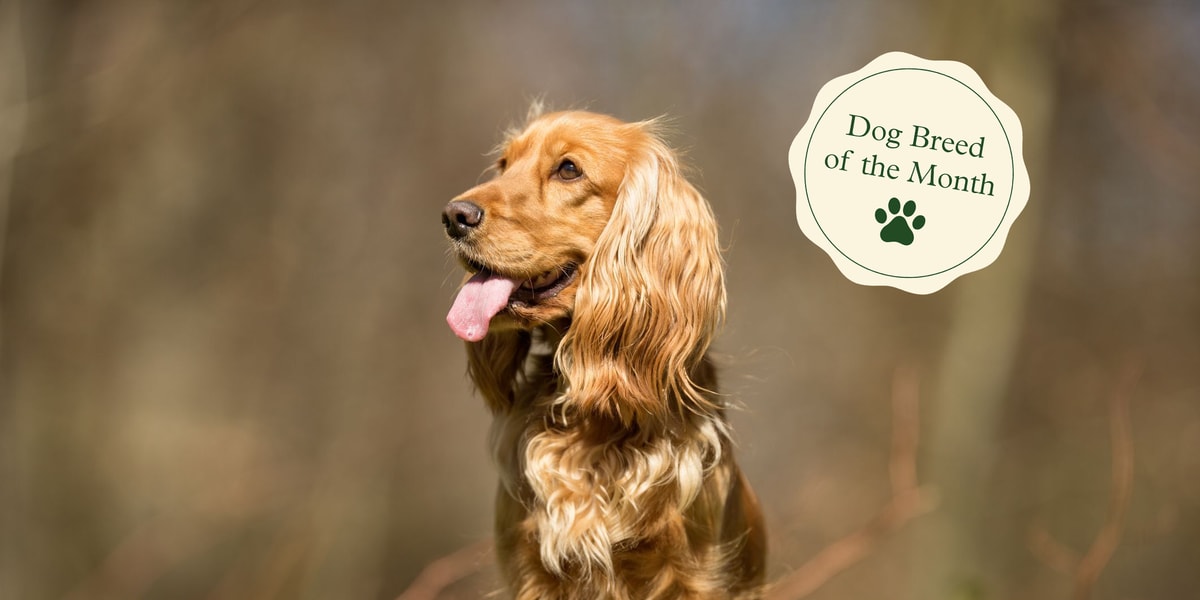 Here's why easy-going Cocker Spaniels make the perfect family dog