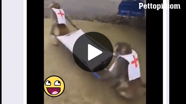 The World's Most Professional Rescue Team LOL - Funny Pet Videos - Funny Pets Pictures