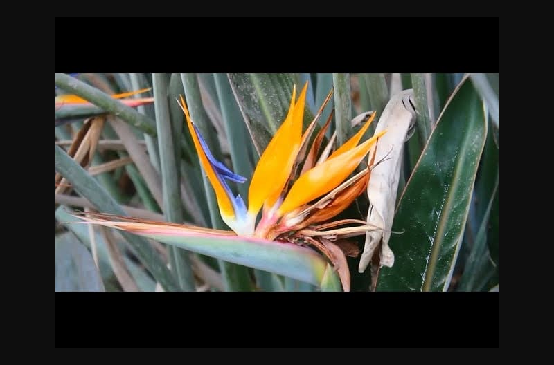 Bird Of Paradise Flower (Strelitzia Reginae) Exotic Flowers