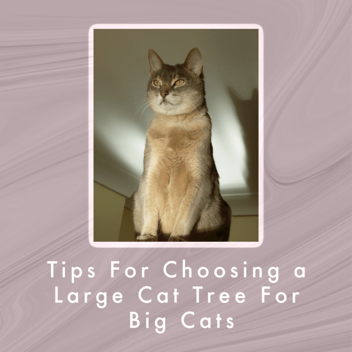 Tips For Choosing a Large Cat Tree For Big Cats