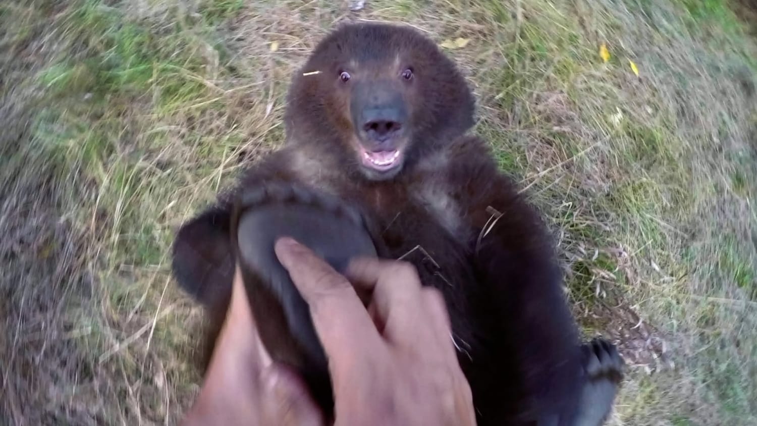 A Little Orphaned Grizzly Bear Cub Likes to Have Her Feet Tickled by the Man Who Rescued Her