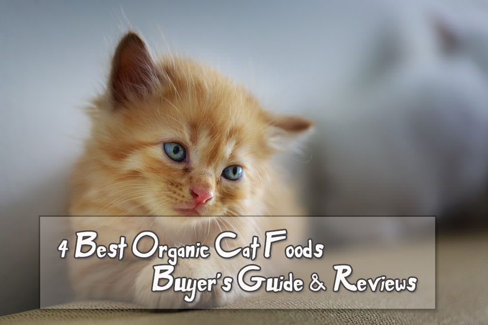 4 Best Organic Cat Foods - Buyer's Guide & Reviews