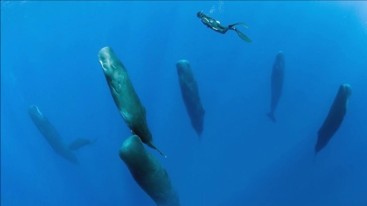 Sperm Whales Sleeping Vertically - Unusual Sleep Behavior