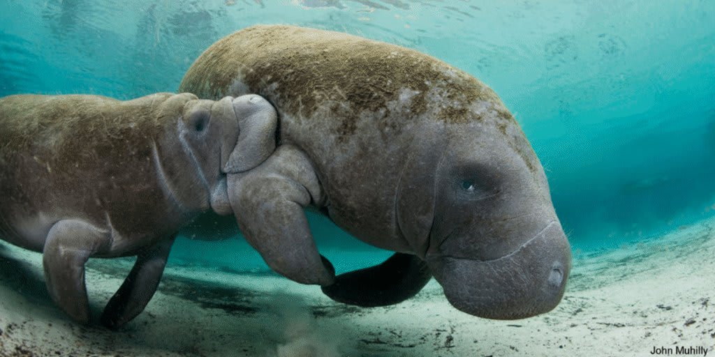 Florida Bay s seagrass sustains manatees and sea turtles and provides
