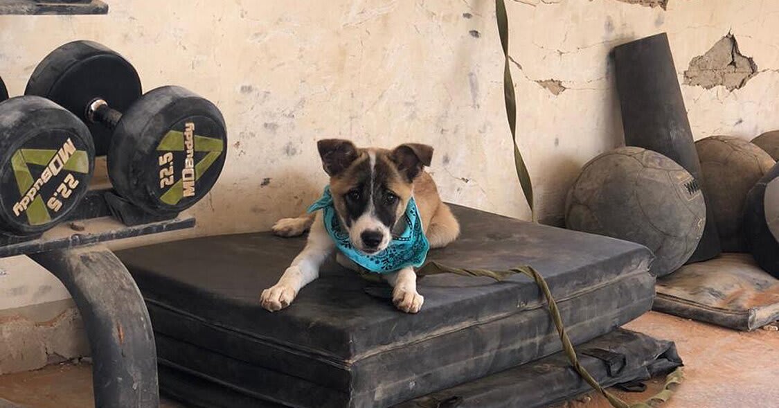 Soldiers Are Raising Money to Bring a Beloved Stray Dog from Syria to a New Home in the U.S.