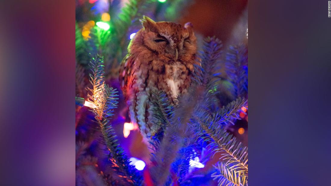 A Georgia family found an owl hiding in their Christmas tree