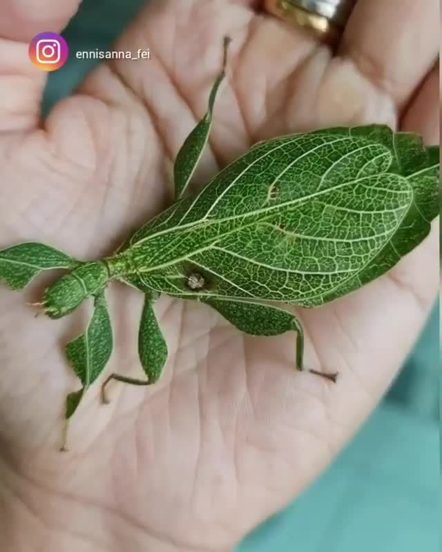 Leaf insects mimic leaves so well, some are adorned with markings that resemble spots of disease or damage, including holes. Evolution is insane.