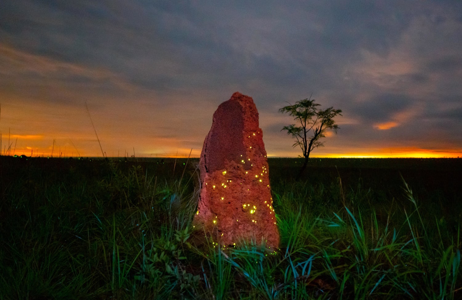 Bioluminescent termite mound at Emas’s National Park, Brazil.