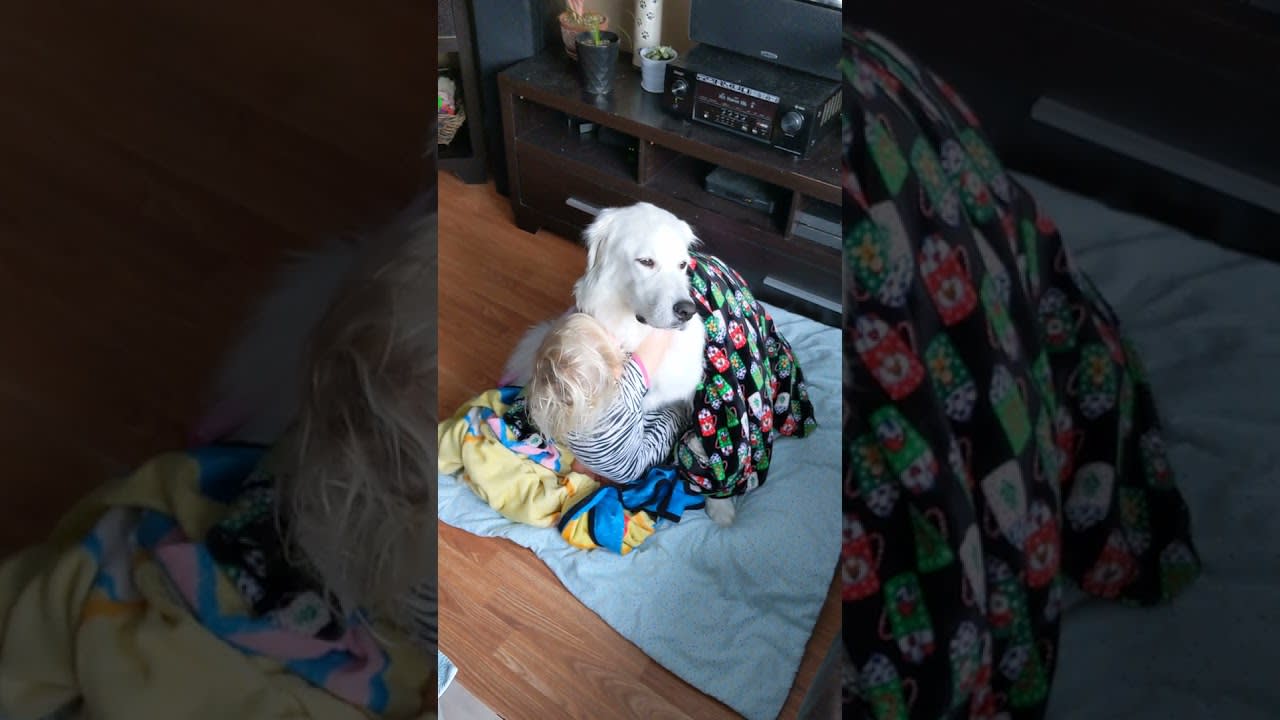 Toddler Wraps Dog With Blankets While They Sit Patiently - 1167772