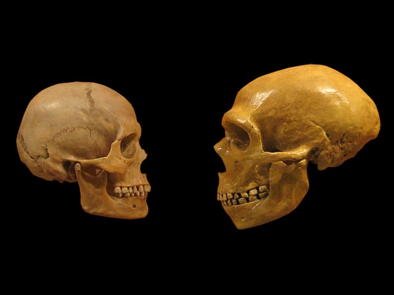 Modern Humans May Have More Neanderthal DNA Than Previously Thought