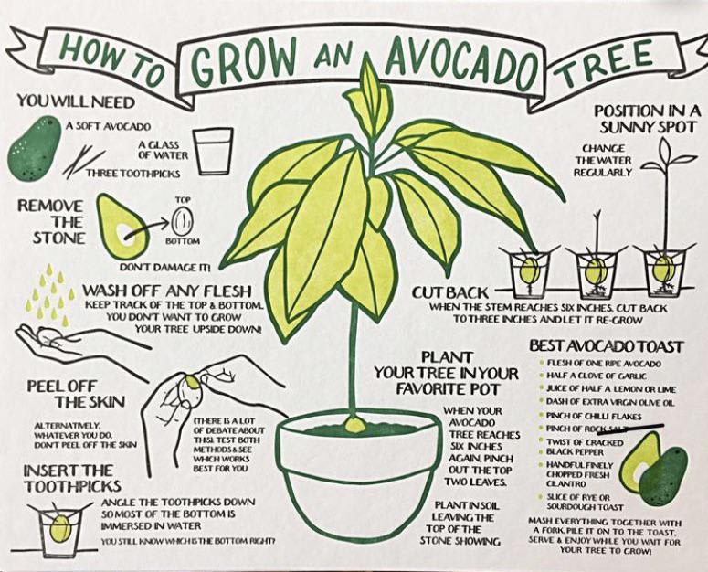 How to grow an avocado tree!