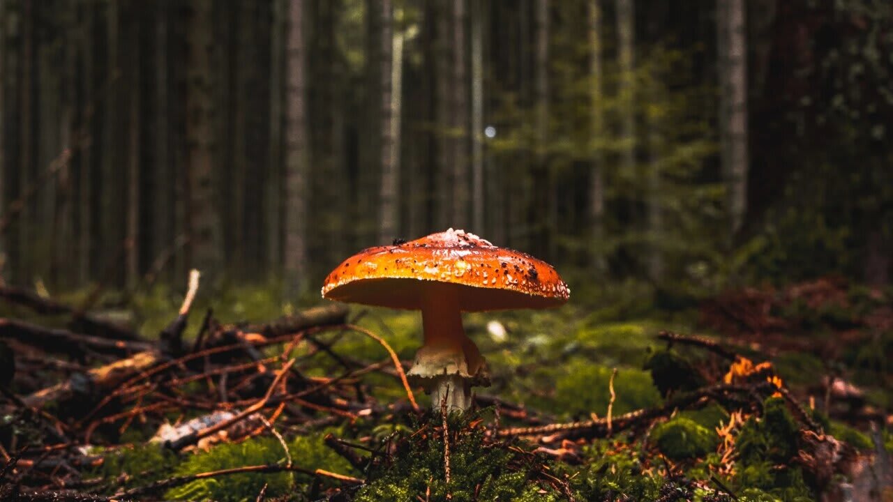 Fertilization reshapes the tree-fungi relationship in boreal forests