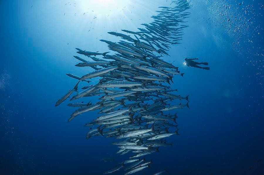 A 60-foot-tall tower of barracuda photographed by David Doubilet in Papua New Guinea’s Kimbe Bay.