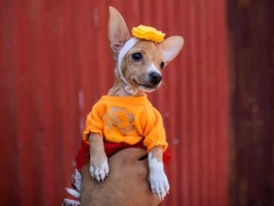 Dogs dress up to receive St Lazarus blessings in Nicaragua