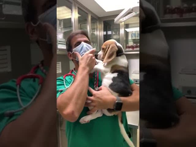 Beagle Puppy Tries to Take Off Vet's Mask - 1123669