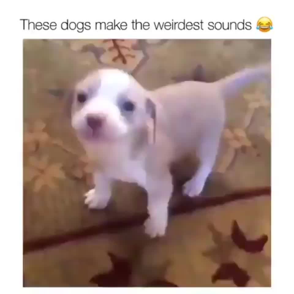 The audio file is damaged in dog.exe
