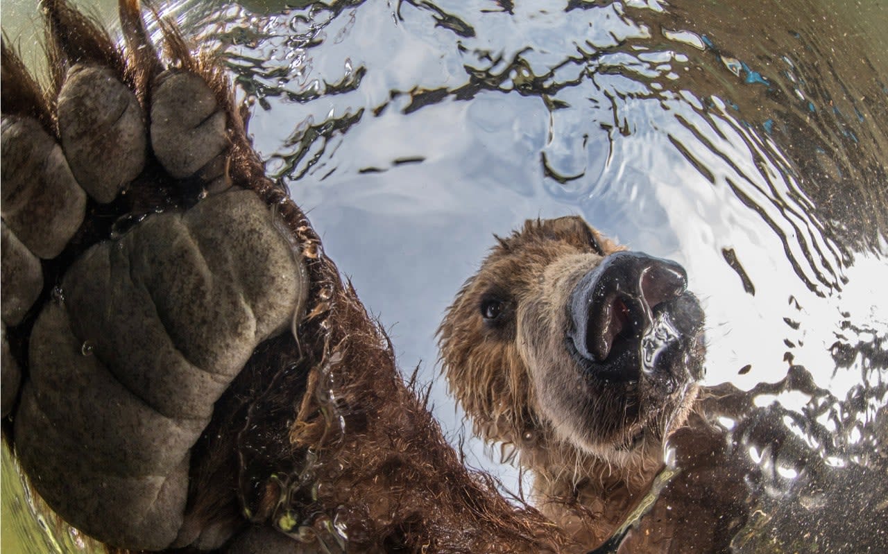 11 award-winning photos that capture nature at its most dazzling