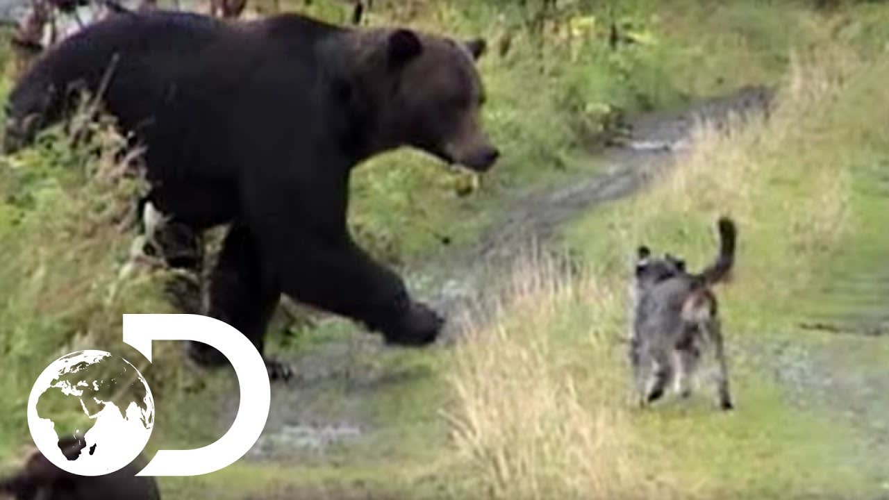 Dogs vs Grizzly Bears - Weird, True & Freaky