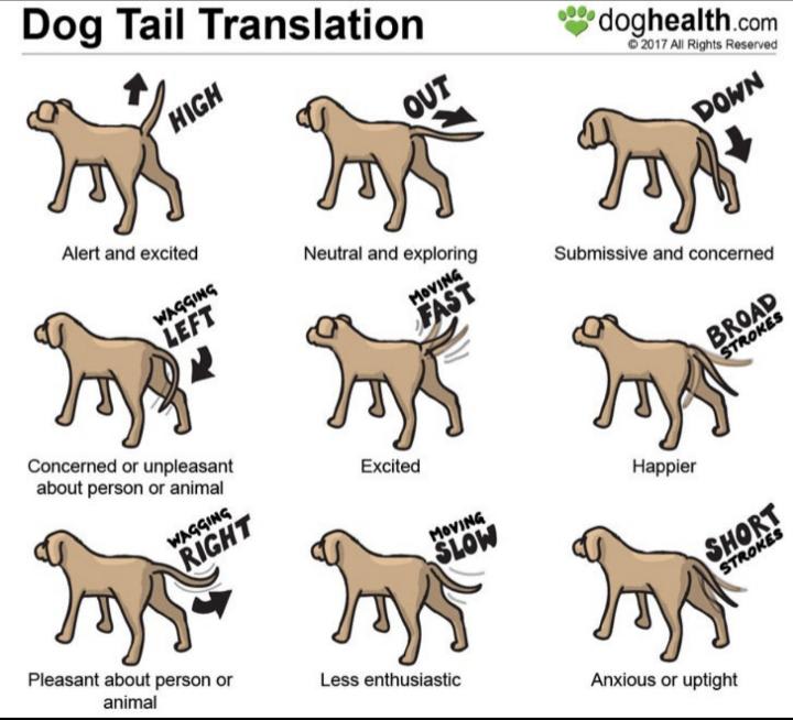 How dogs communicate