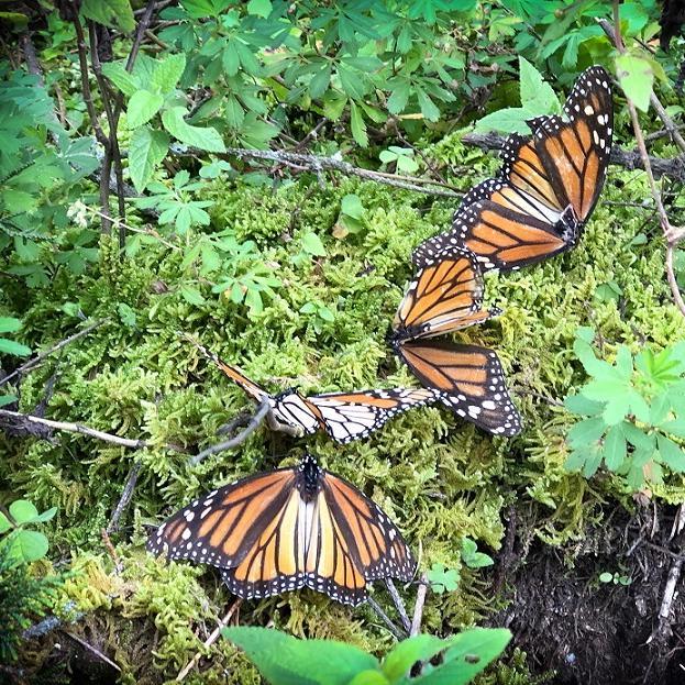 Visiting the Monarch Butterfly Sanctuary in Mexico - The Wandering Daughter - Family Travel