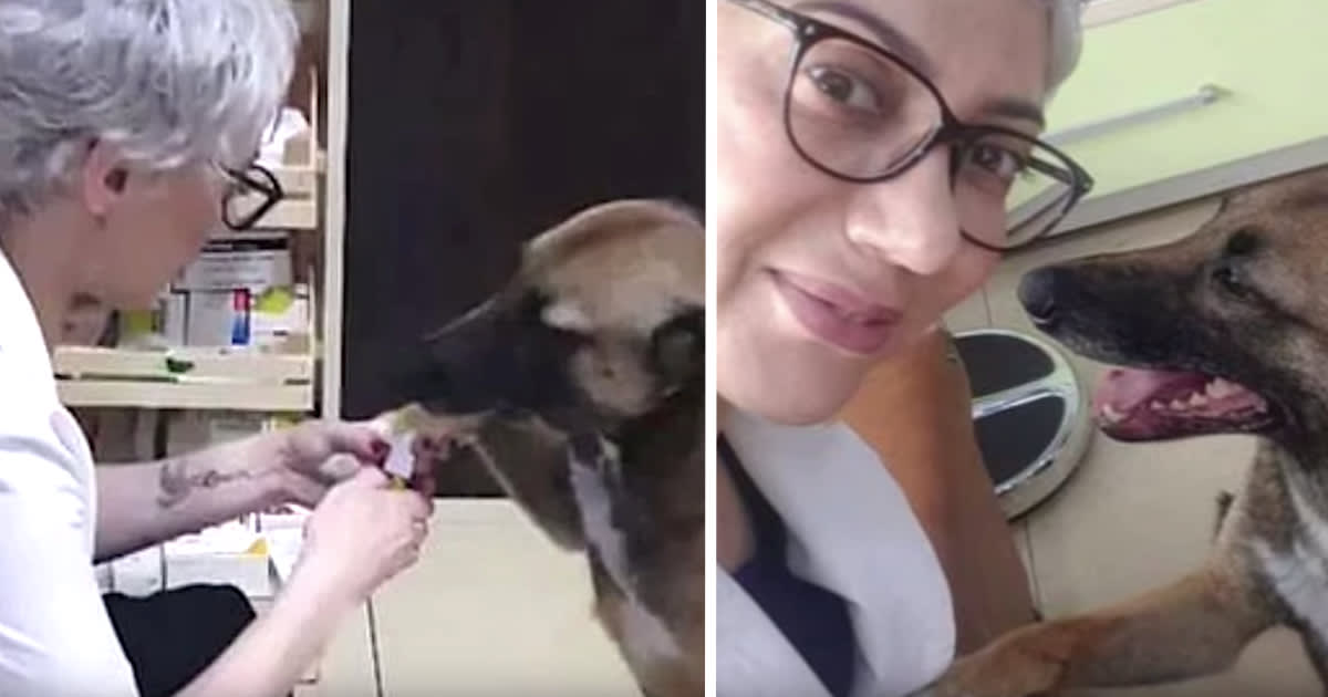 Street Dog Makes Her Way To The Pharmacy To Ask For Help For Her Injured Paw »