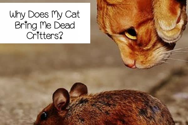 Why Does Your Cat Bring You Dead Critters?