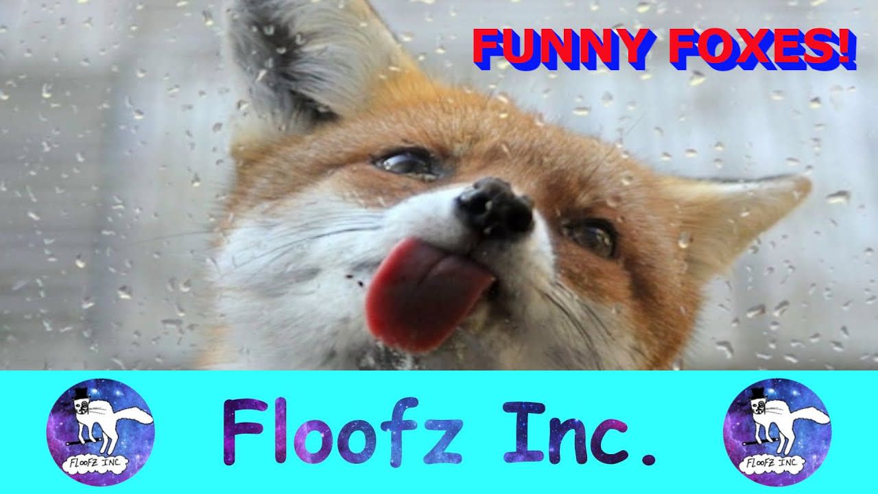 The Funniest and Cutest Foxes!