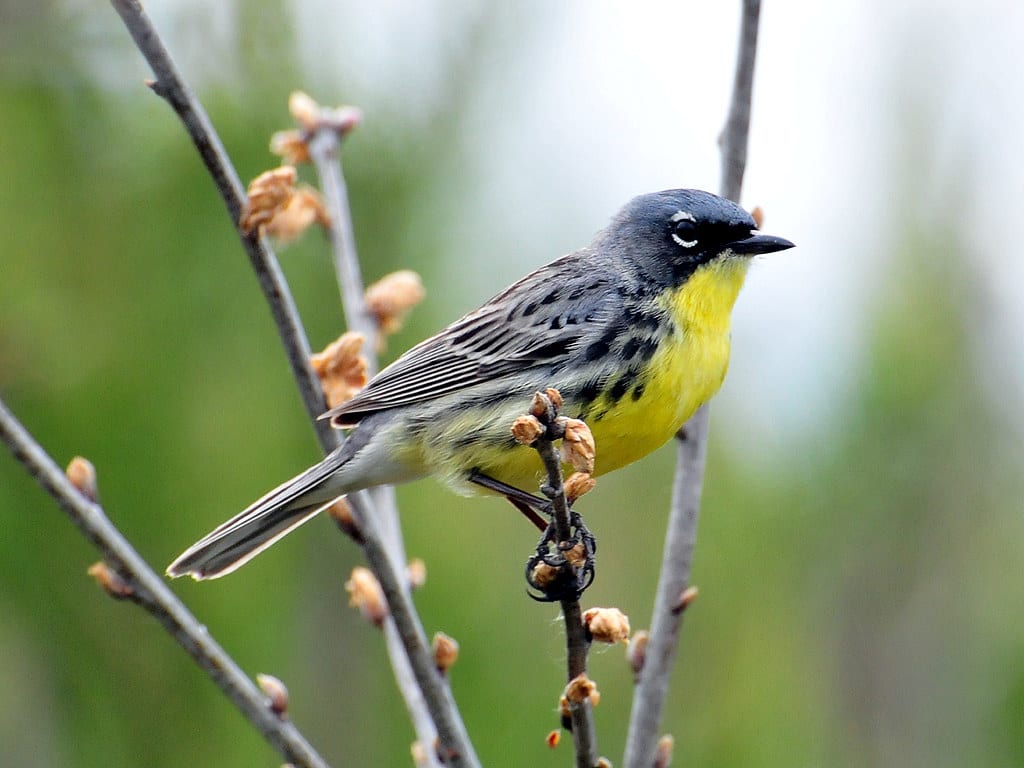 Kirtland’s warblers are referred to as the “bird of fire” because they rely on the fire-dependent jack pine forest. In 2019, this songbird was removed from the Endangered Species Act under the Trump Administration after 47 years of conservation & recovery